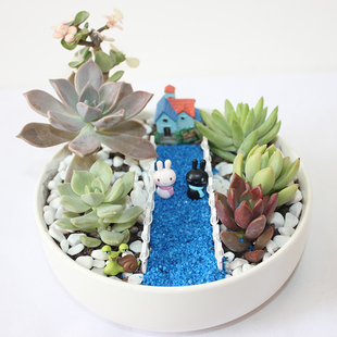 多肉植物组合盆栽套装diy创意