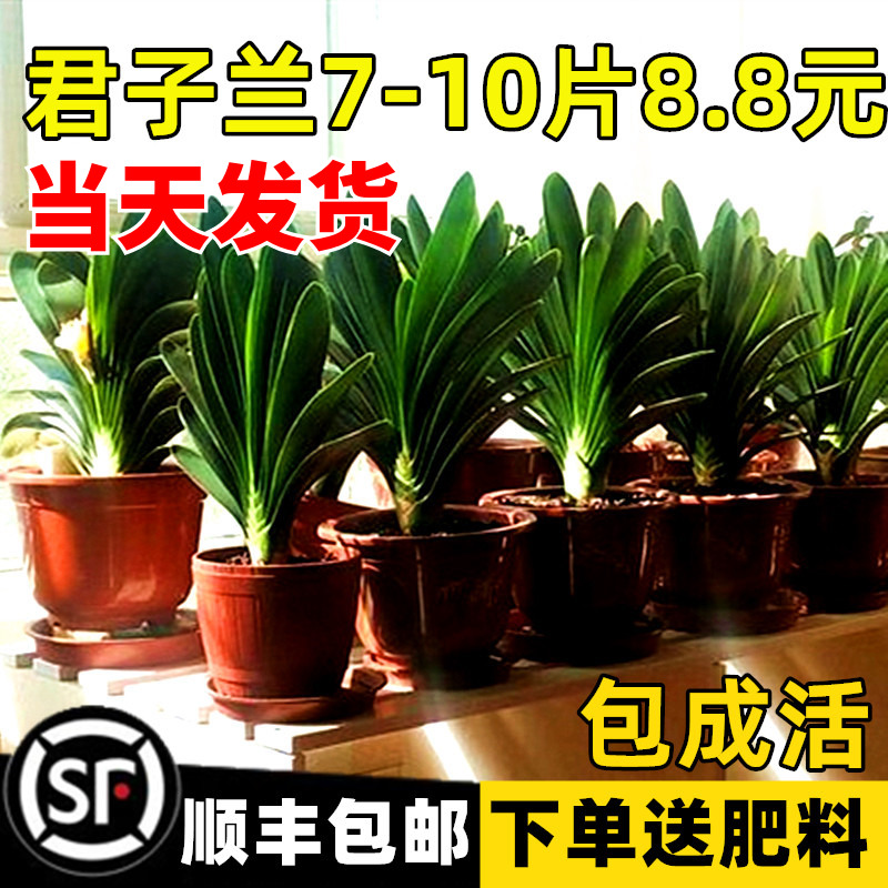 四季君子兰盆栽带花苞小苗花卉植物室