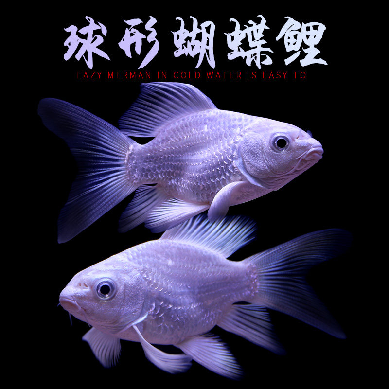 台湾蝴蝶鲤长尾贵妃蝴蝶鲤球形锦鲤鱼苗黄金冷淡水活体观赏鱼纯种