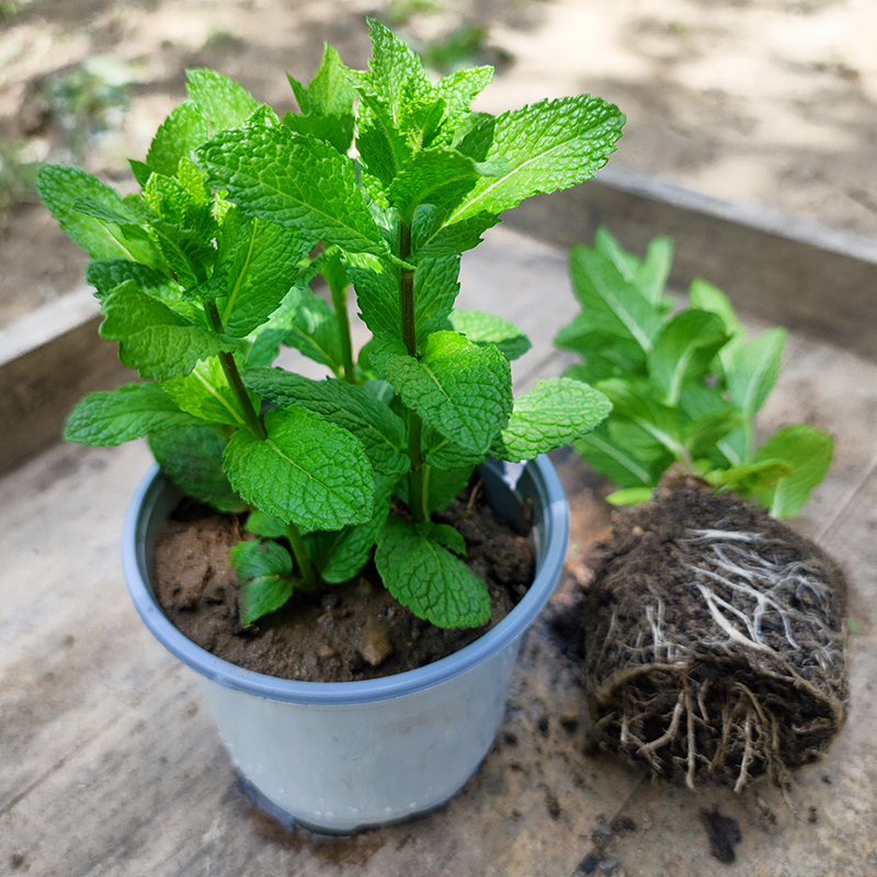 大叶十香菜留兰香薄荷盆栽鱼香菜苗食用植物阳台室内好养驱蚊提神