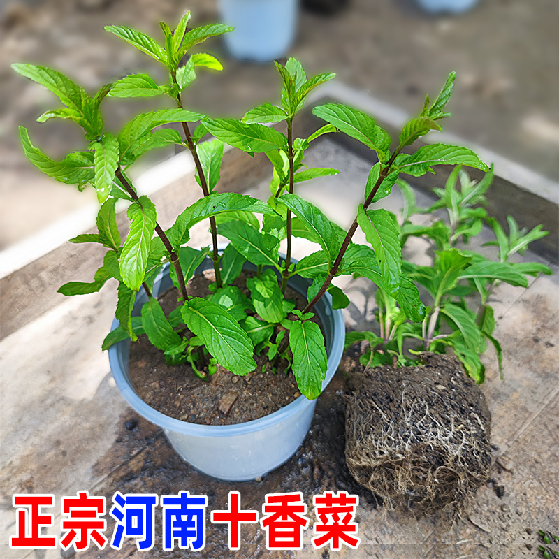 河南小叶十香菜苗新鲜可食用植物盆栽水养草阳台室内好养驱蚊提神