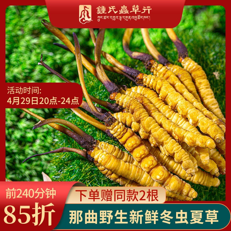 钟氏冬虫夏草西藏那曲野生新鲜冬虫草干货正品旗舰店特产送长辈