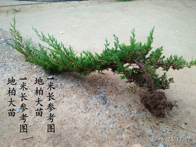 柏树盆栽花卉11元地柏盆景素材新西兰珍珠柏柏树苗9元塔柏松树苗