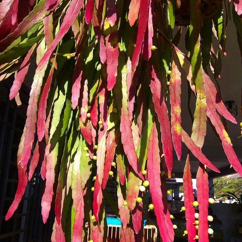 8红叶丝苇热带雨林仙人掌昙花不怕晒垂吊植物盆栽玉珊瑚晒太阳更红已