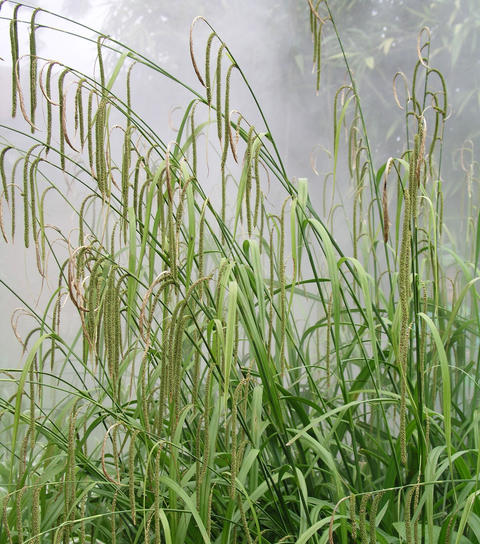 悬穗薹草鲜视carex多年生常绿观赏草耐湿热耐阴易维护容器花园