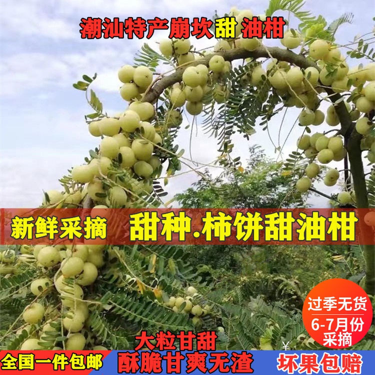 潮汕特产崩坎甜油甘新鲜油柑果牛甘果余甘果甜种柿饼甜油柑500克