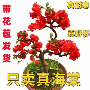 (带花苞发货)四季长寿冠海棠花盆栽地栽阳台庭院耐寒耐悍花卉