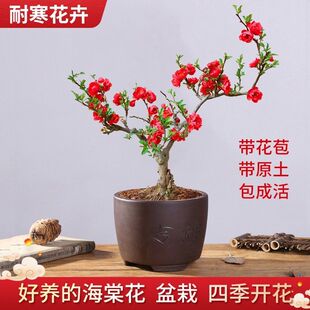 【带花苞】长寿冠海棠花盆栽树苗复色四季海棠盆景室内外花卉绿植