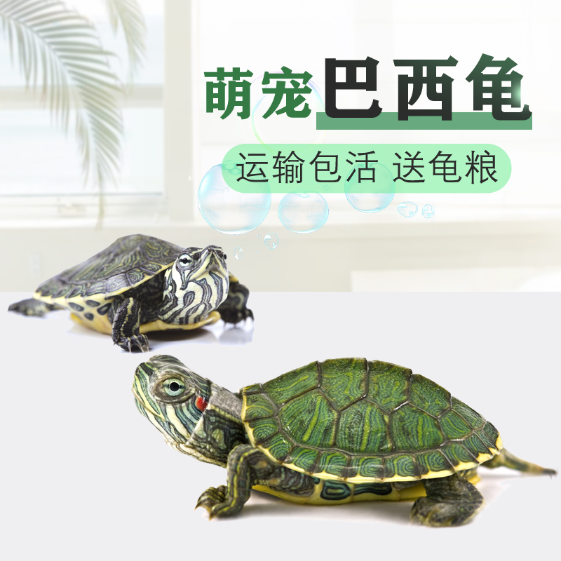 魔宠乐巴西龟小乌龟活体绿色彩色长寿龟宠物水龟观赏中华龟红耳龟