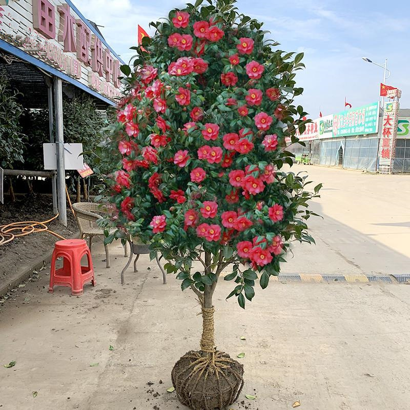 耐冬山茶花树苗香妃茶花盆栽植物庭院大型绿植四季常青耐寒花卉