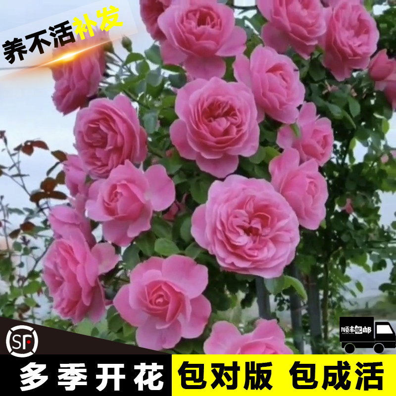 粉色达芬奇蔷薇花苗爬藤植物四季开大花浓香藤本月季花卉盆栽玫瑰