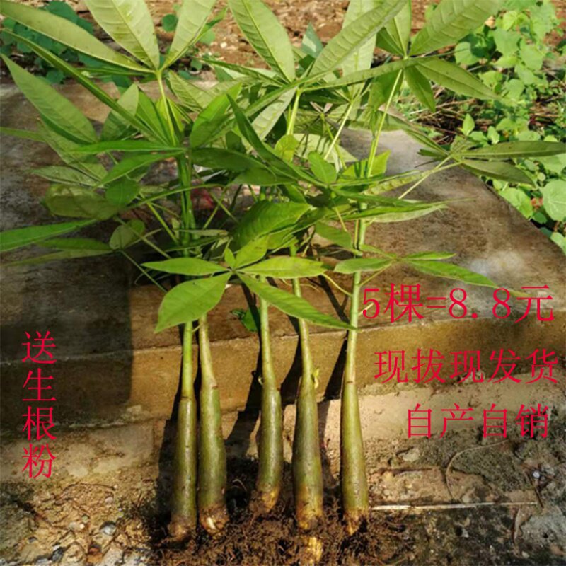 发财树盆栽发财树苗辫子客厅办公室小苗绿植