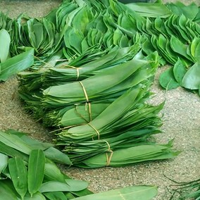 新鲜粽叶 粽叶 免邮 芦苇叶新鲜大粽子叶野生100张竹棕叶箬叶.