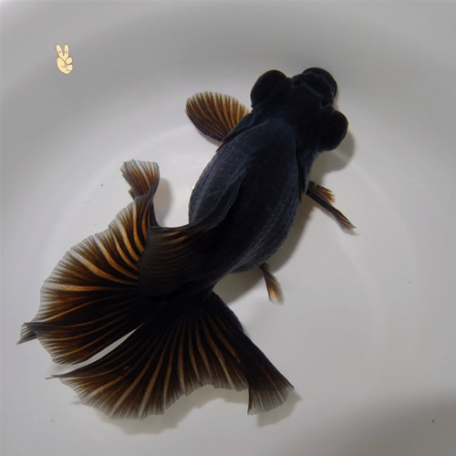 诚森金鱼观赏鱼活体精品蝴蝶龙睛蝶尾