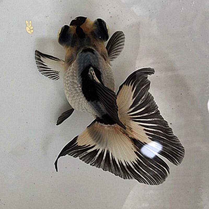 诚森熊猫蝶尾金鱼精选反翘奶牛蝶尾活鱼观赏鱼冷水小中型鱼苗包邮