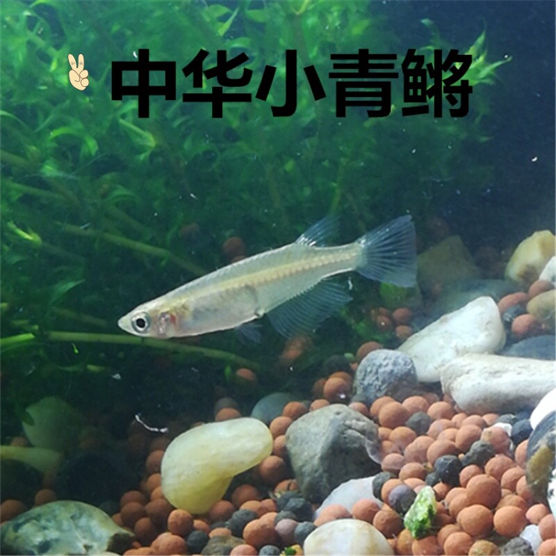 青鳉鱼5