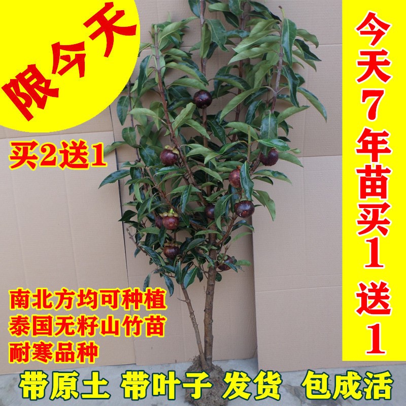 山竹果