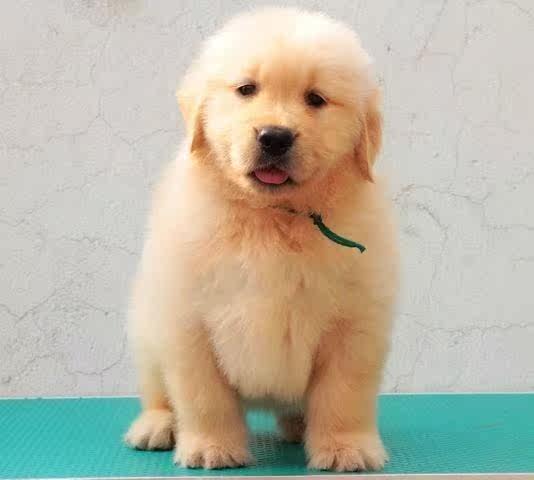 宠物狗大型犬幼犬活体萨摩耶大额优惠券