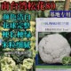 南台湾松花80松花菜种子欧兰德小米粒青梗有机菜花松花菜种子春秋