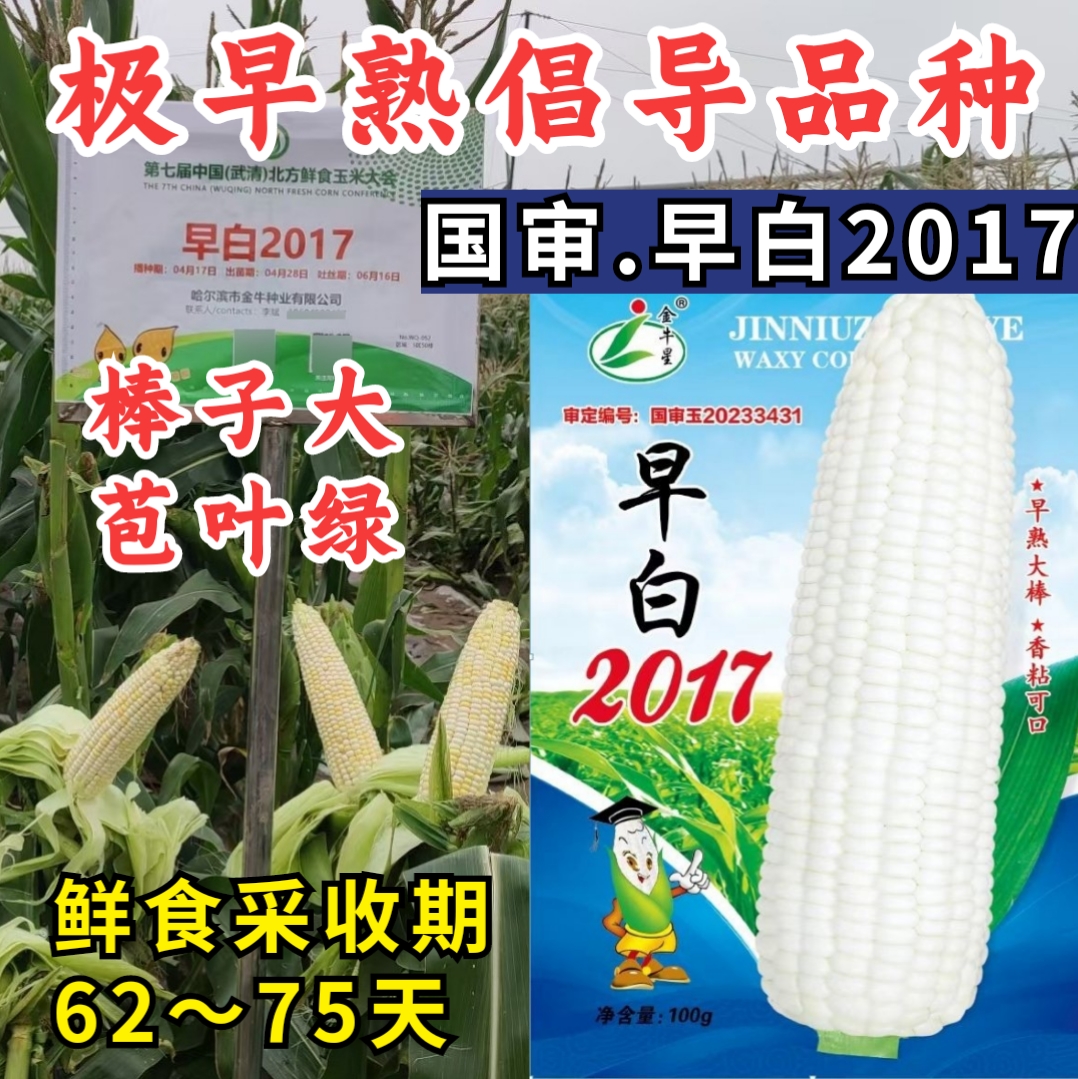 早白2017糯玉米种子特早熟65天