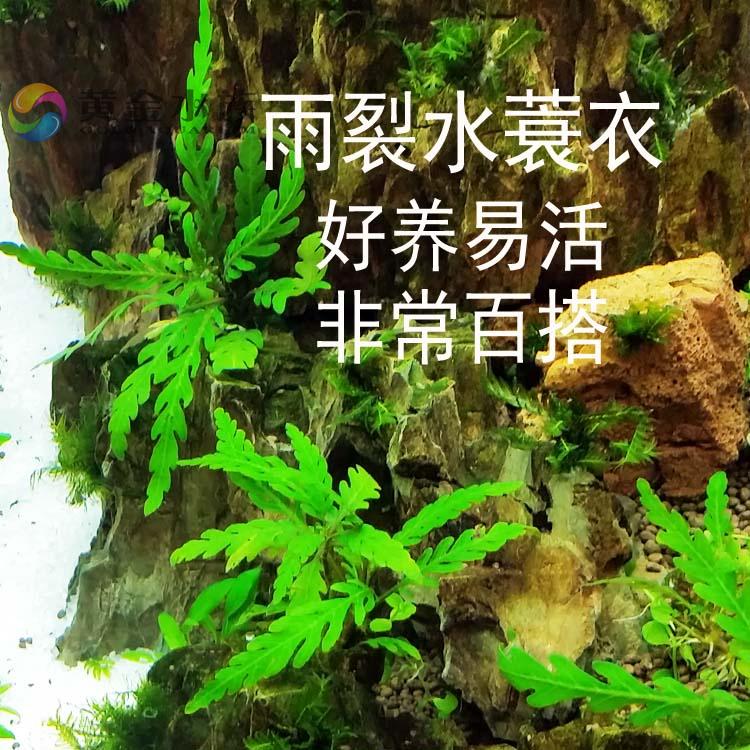 羽裂水蓑衣造景图图片