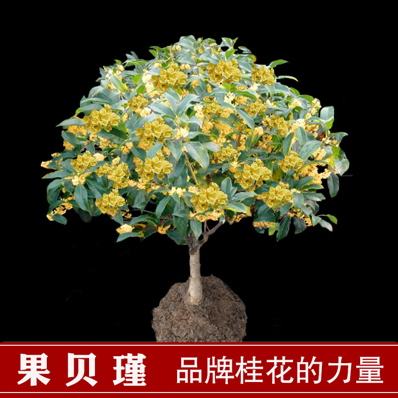 桂花树苗盆栽四季开花日香桂浓香型嫁接金桂丹桂室内阳台别墅庭院