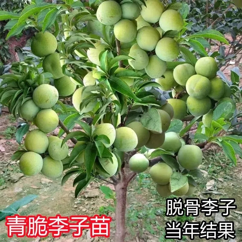 新品种果树苗特大青皮红心李子树苗味帝李子苗嫁接苗南方北方种植