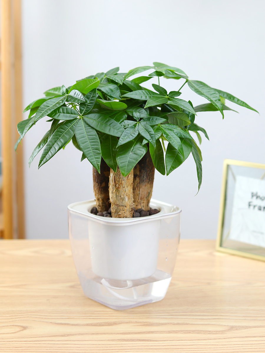 发财树三株盆栽办公室内绿植独干桌面植物盆景客厅花卉