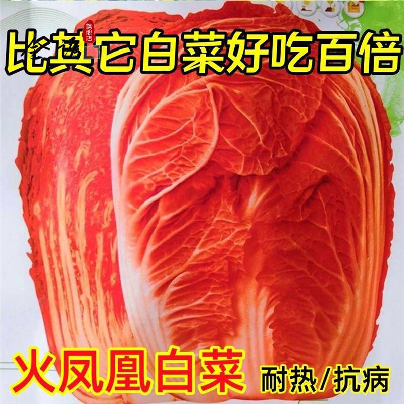 火凤凰白菜种子夏播耐热大白菜种子包心菜饺子菜种子蔬菜种子包邮