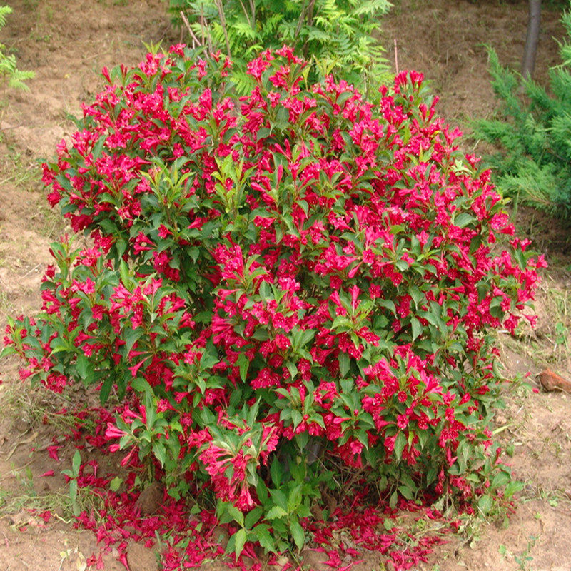 庭院绿植盆栽花卉锦带花红王子锦带苗绿化苗木植物工程用苗