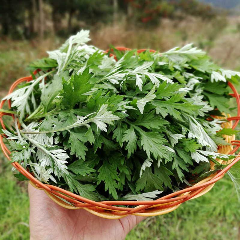 艾草新鲜现摘食用新鲜蔬菜清明草粑粑青团5斤包邮艾叶艾叶草甜3斤