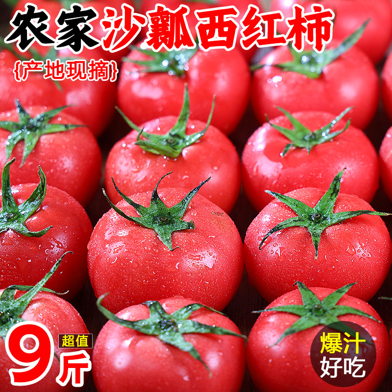 普罗旺斯沙瓤西红柿番茄应当季10斤