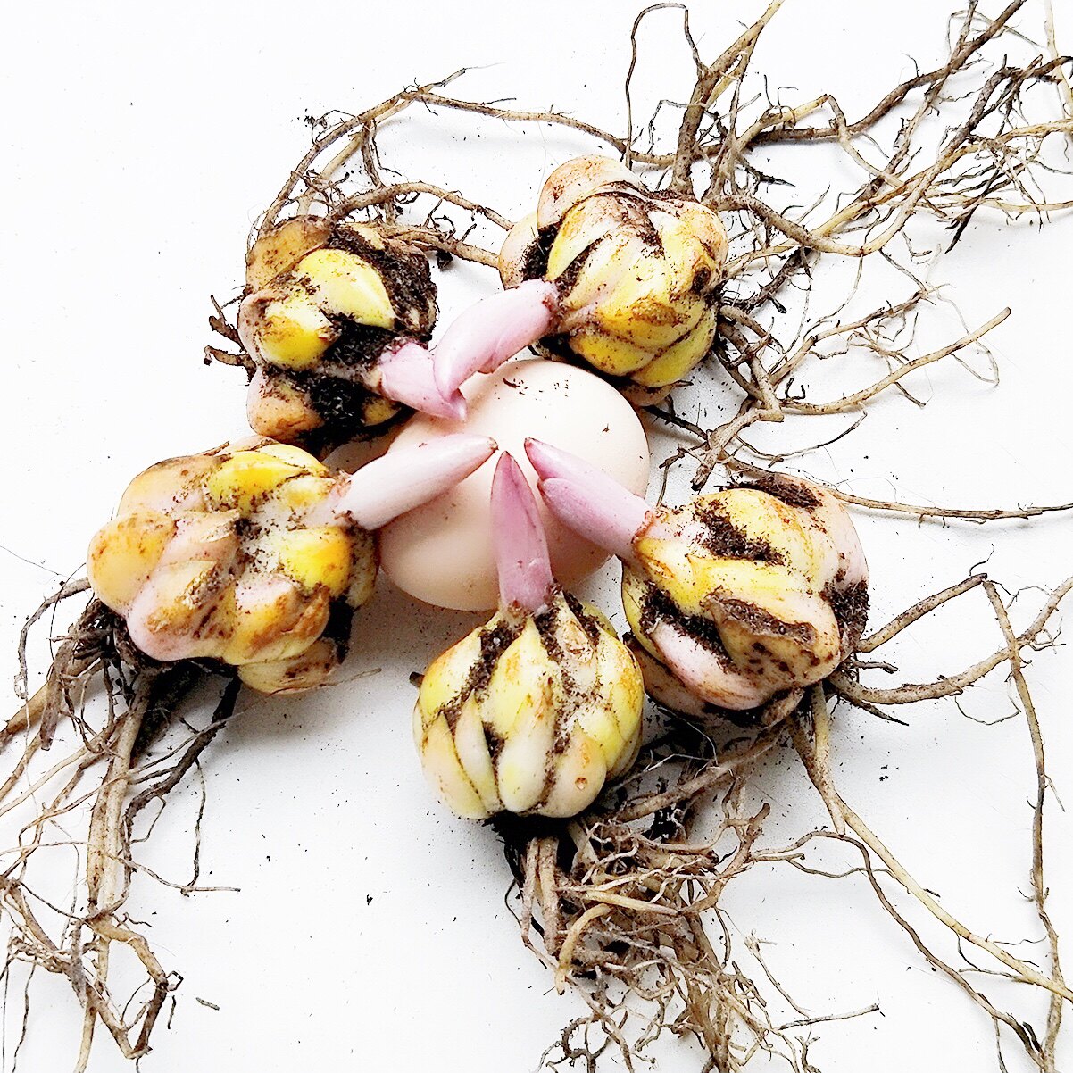 特价香水百合花种球带芽包邮 重瓣