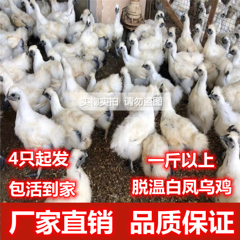 纯种泰和白凤乌鸡活体脱温小鸡白凤乌鸡泰和活苗半大鸡产蛋绿包邮