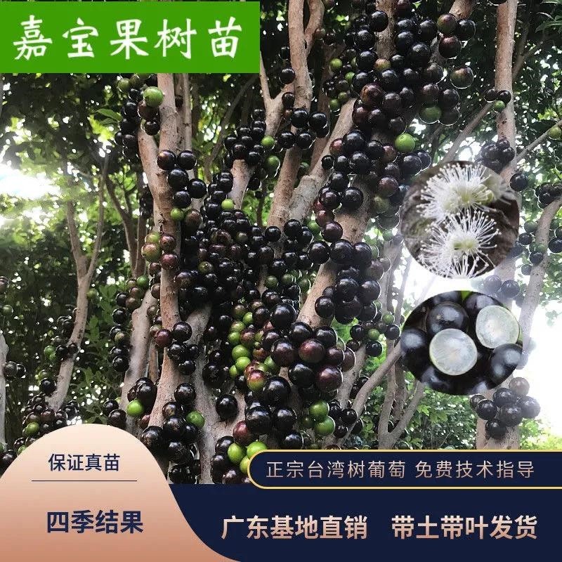 嘉宝果树果苗台湾树葡萄苗沙巴艾斯卡四季红妃嘉宝果树苗当年结果