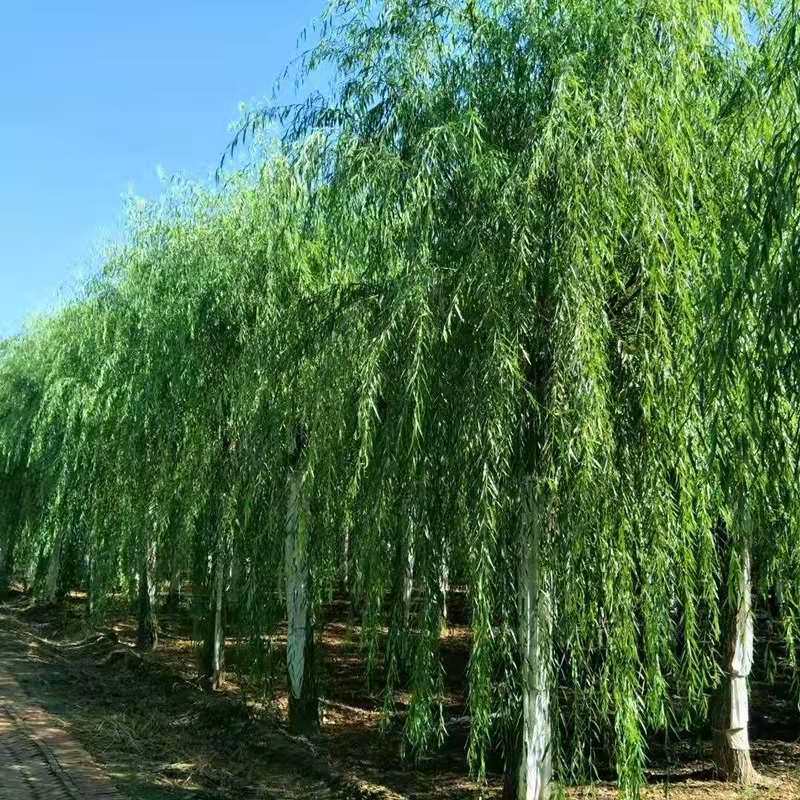 植树节树苗垂柳竹柳青皮柳速生柳树金丝柳直生柳工程行道绿色植物