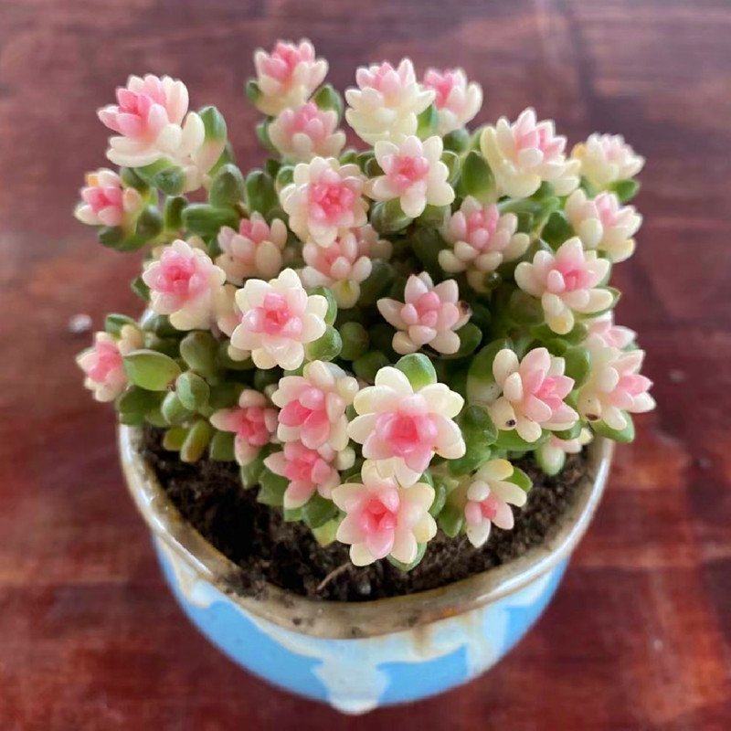 植色内品日绿辐有本肉防彩粉植室种色赤稀豆好品栽锦物d精带盆多