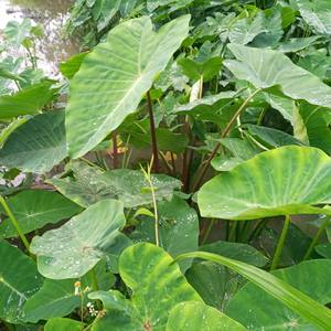 长青绿色水芋 滤水培根系发达净化水养植物绿色芋 鱼池过滤绿水芋