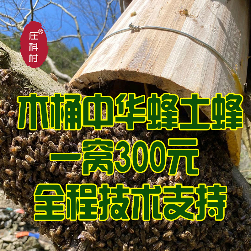木桶纯种中蜂蜂群带王蜜蜂蜂群养殖深山中蜂中华土蜂活体出售