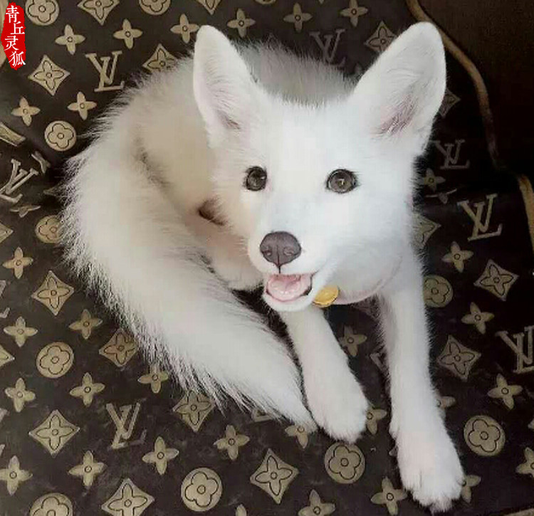 宠物家养蓝眼雪狐幼崽鸳鸯眼白狐