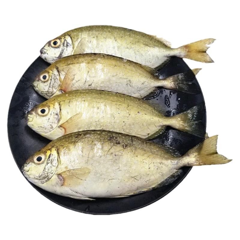 新鲜泥猛鱼速冻秋叶鱼娘艾挨篮子鱼