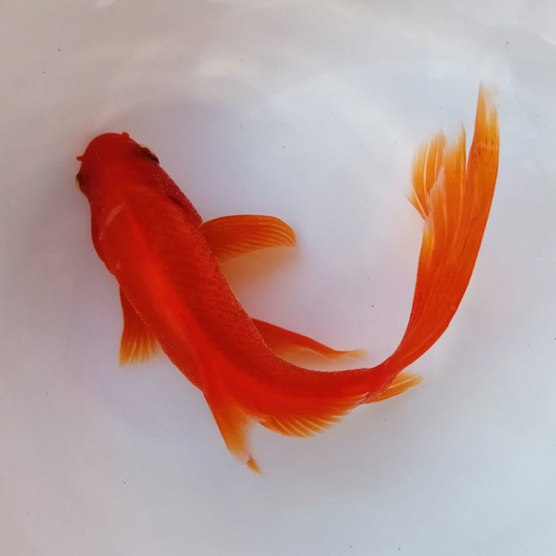 包邮冷水鹦鹉黑眼草金葡萄眼红草好养草金鱼活体冷水招财鱼鱼苗