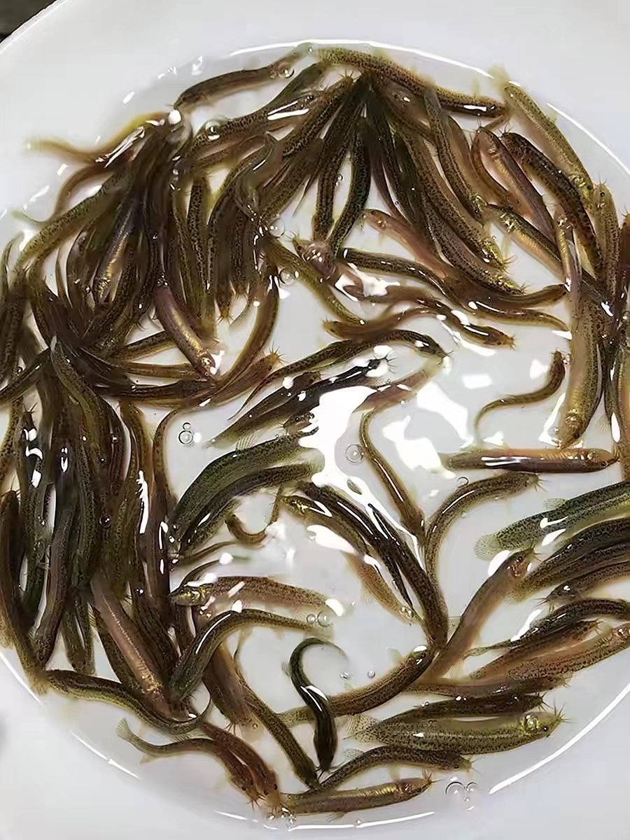 98天猫新品优惠券1元泥鳅鲜活喂乌龟活饵台鳅青鳅苗活体宠物鱼好养练