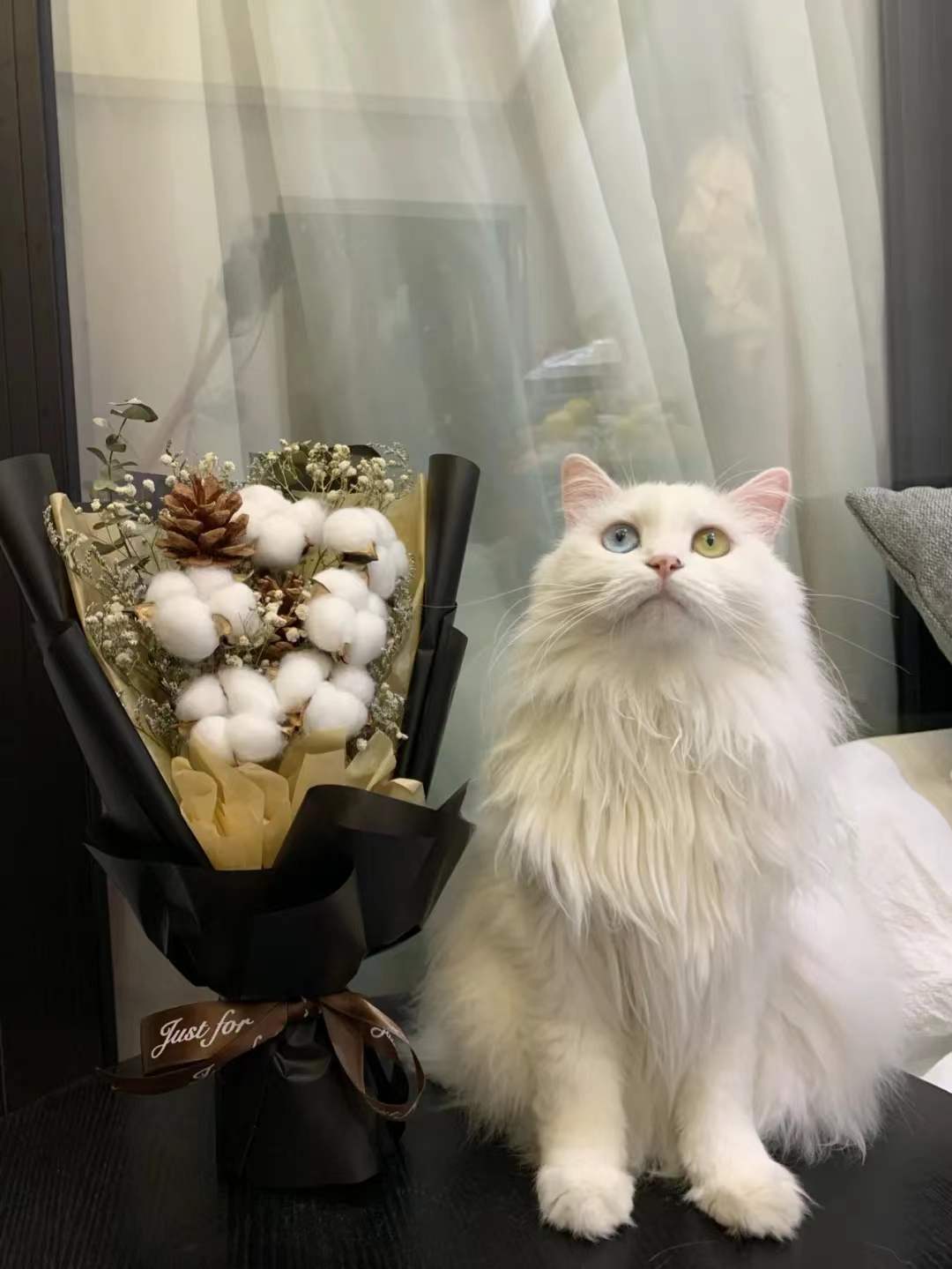 幼猫仙女猫异瞳狮子猫临清狮子猫r双蓝眼j睛狮子猫已售0新品淘宝$131