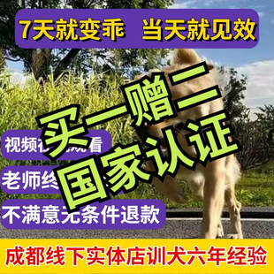 训狗教程2023成都零基础训犬柯基泰迪马犬金毛狗狗的宠物训练视频
