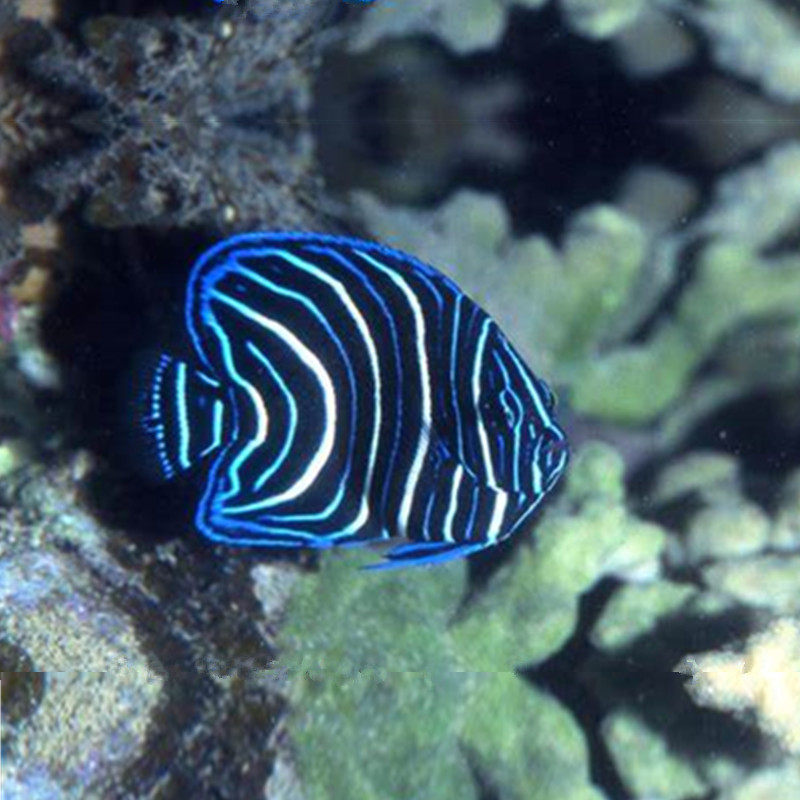 蓝纹海水神仙鱼海鱼活鱼海水观赏鱼水族宠物活体顺丰