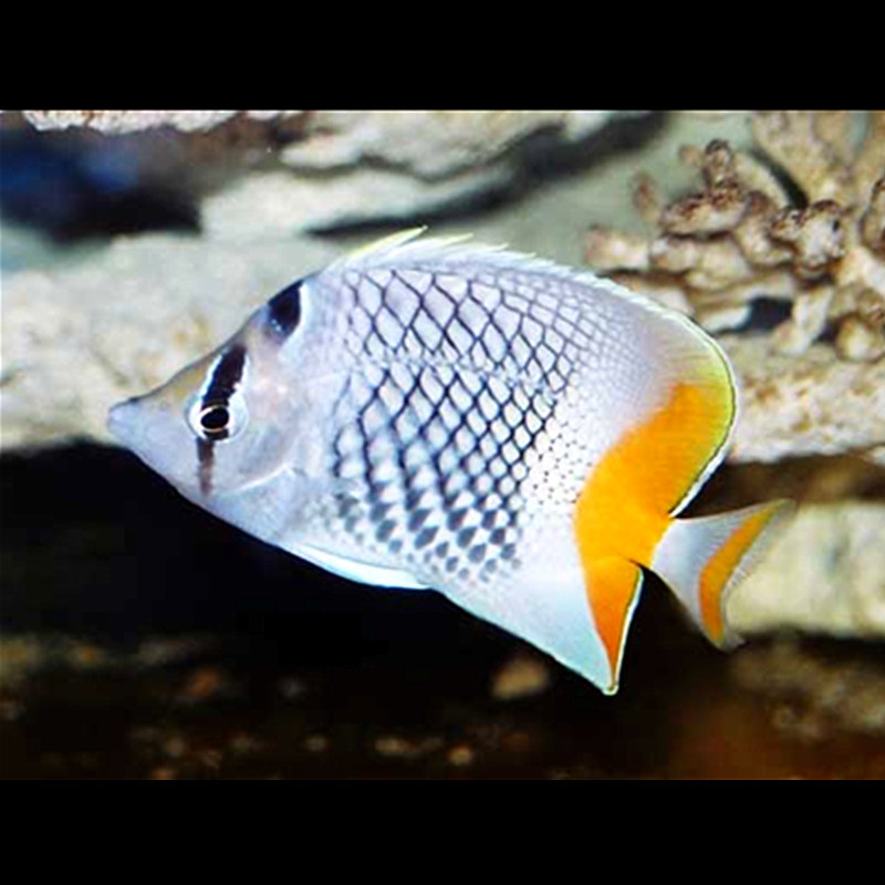 印尼橙尾鲽鱼蝶鱼蝴蝶鱼海水观赏鱼海鱼活体水族鱼