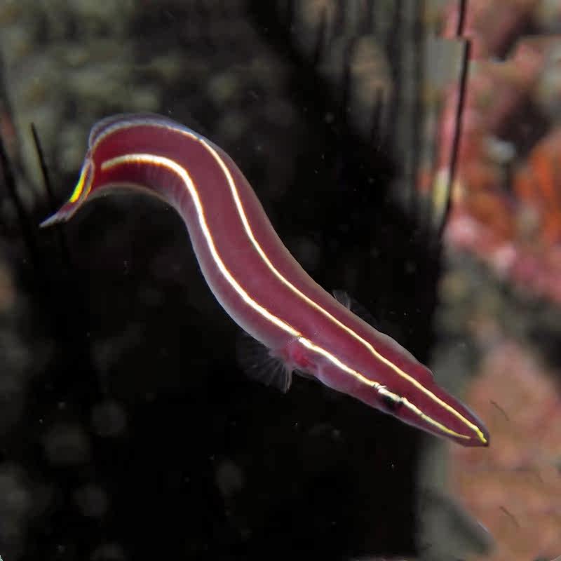 海水黄线海龙喉盘观赏鱼水族宠物海鱼活体顺丰鱼