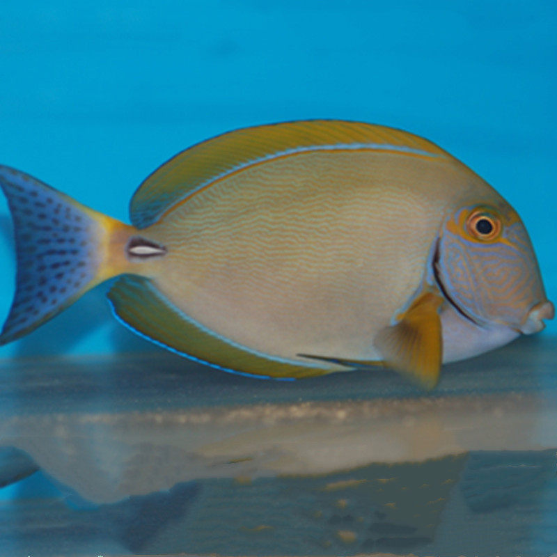 黄波纹波纹吊鱼倒吊海水观赏鱼海鱼活体水族宠物鱼