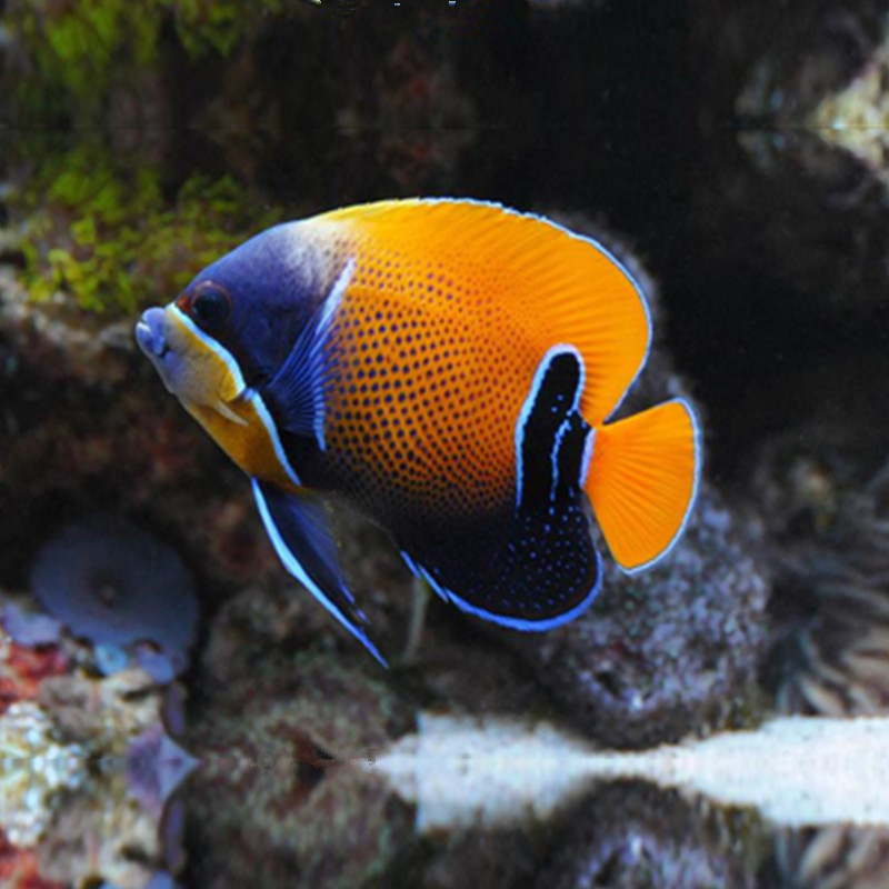 马鞍神仙鱼海水观赏鱼水族宠物活体顺丰包活